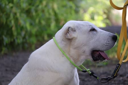 Alabai dog for sale || imported breed || alabai puppy for sale