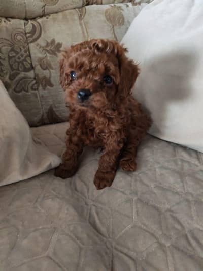 Poodle dog for sale || imported breed || Poodle puppies for sale