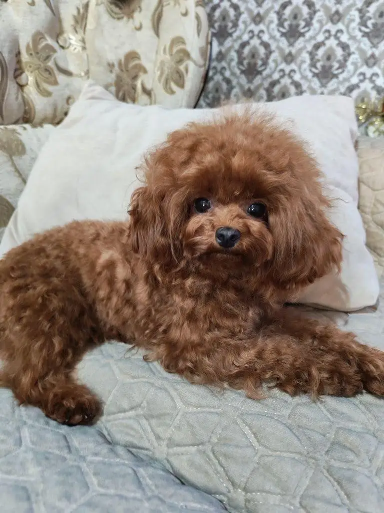 Poodle dog for sale || imported breed || Poodle puppies for sale — photo 3