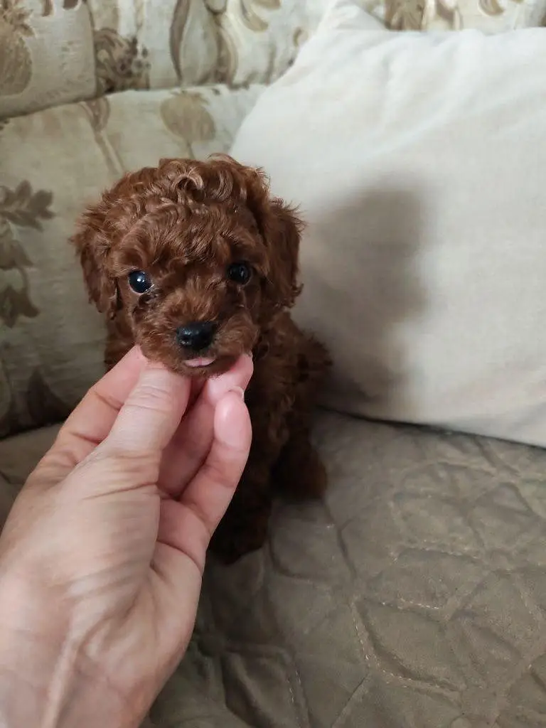 Poodle dog for sale || imported breed || Poodle puppies for sale — photo 4