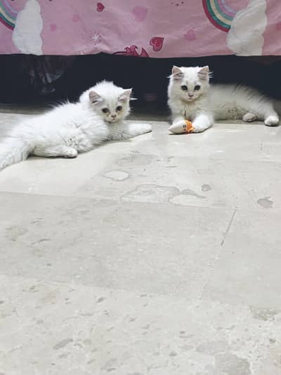 Persian kittens male