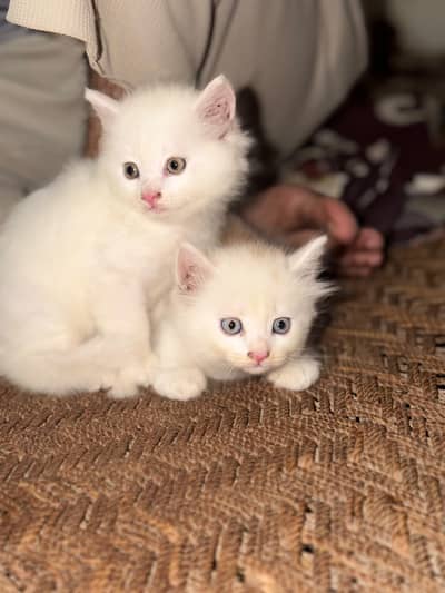 Persian cute and active kittens