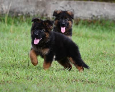 VERY HIGH QUALITY GERMAN SHEHPERD PUPPY FOR SALE