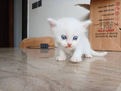cat for sell
