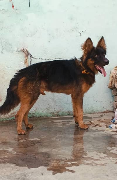 German Shepherd male for sale
