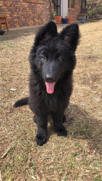 black german sharft petdigree