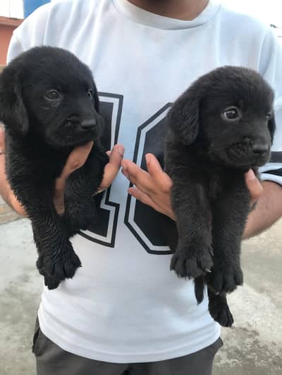 Black Labrador retriever puppies