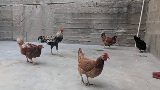 Eggs laying hen