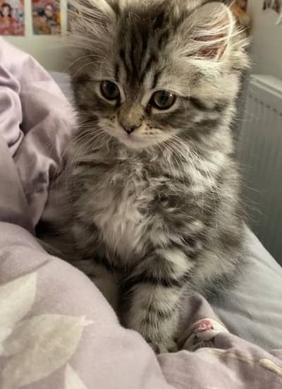 For Sale Persian Cats color Grey