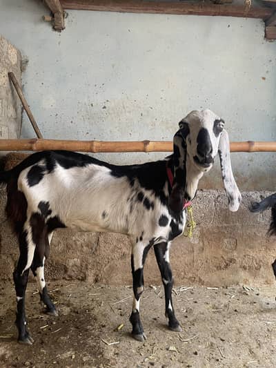Goat bakri for sale