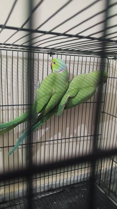 Green parrot for sale