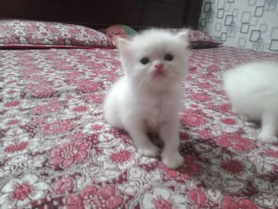 persian kitten 4 coated healthy or active hai fully fluffy