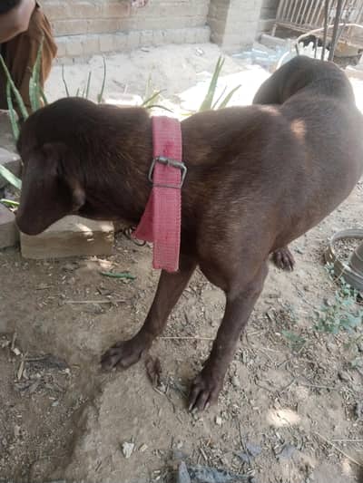 English painter dog female with 4 baby