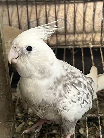 Cockatiel For Sale