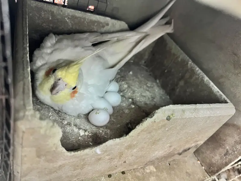 Cockatiel For Sale — photo 2