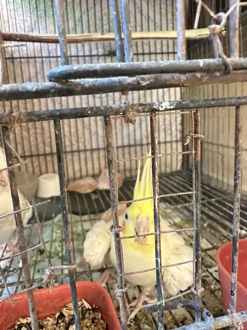 Cockatiel For Sale — photo 3