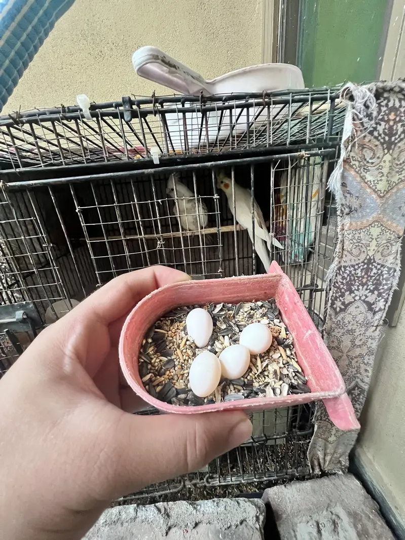 Cockatiel For Sale — photo 4