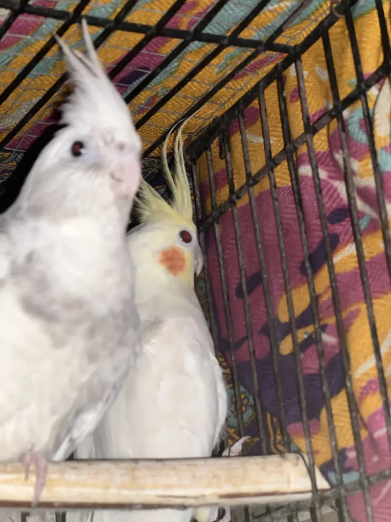 Cockatiel For Sale — photo 5