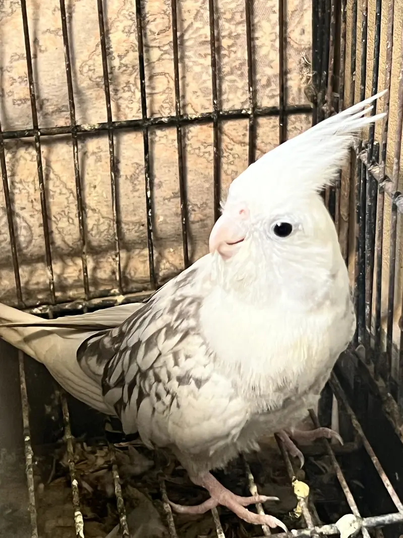 Cockatiel For Sale — photo 6