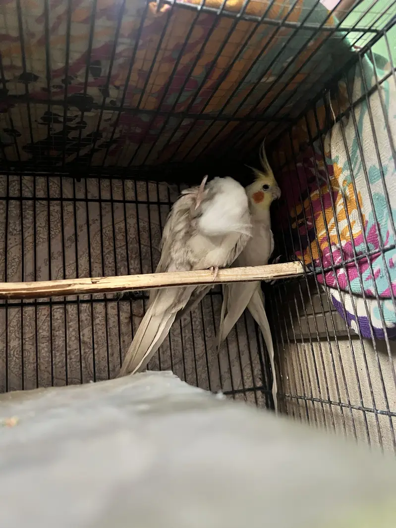 Cockatiel For Sale — photo 7
