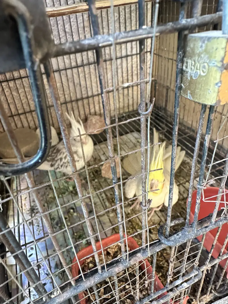 Cockatiel For Sale — photo 8