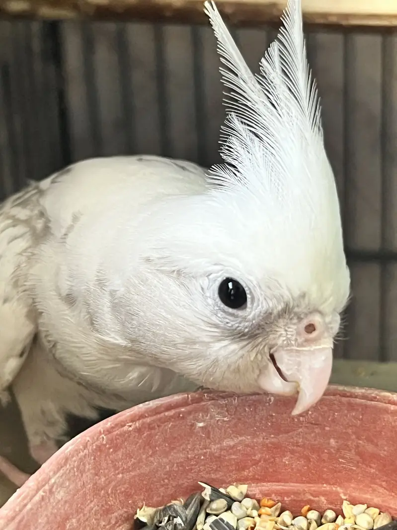 Cockatiel For Sale — photo 9