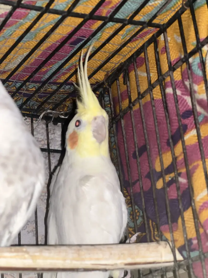 Cockatiel For Sale — photo 10