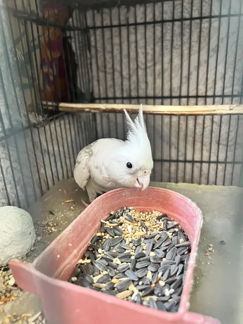 Cockatiel For Sale — photo 11