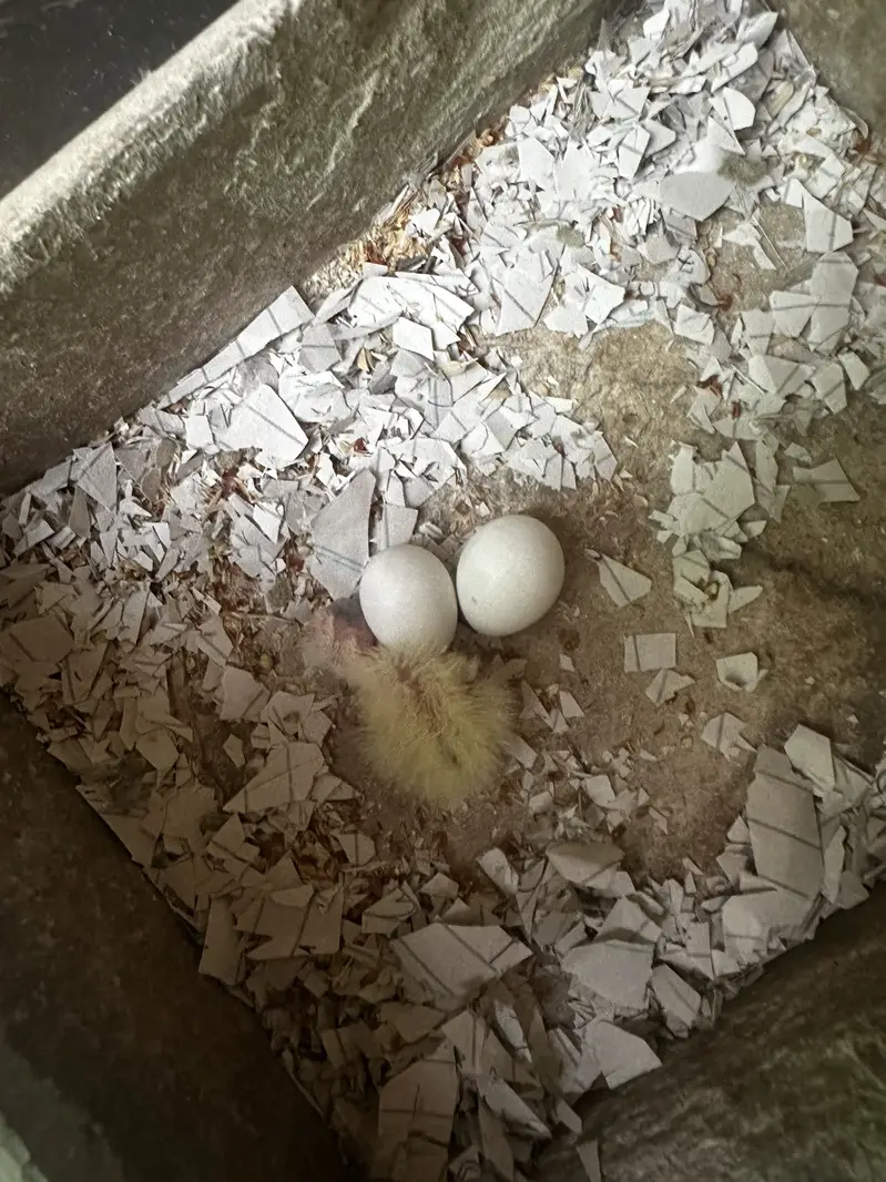 Cockatiel For Sale — photo 12