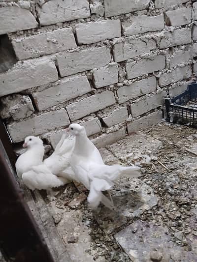 faintail pigeons lucky kabootar