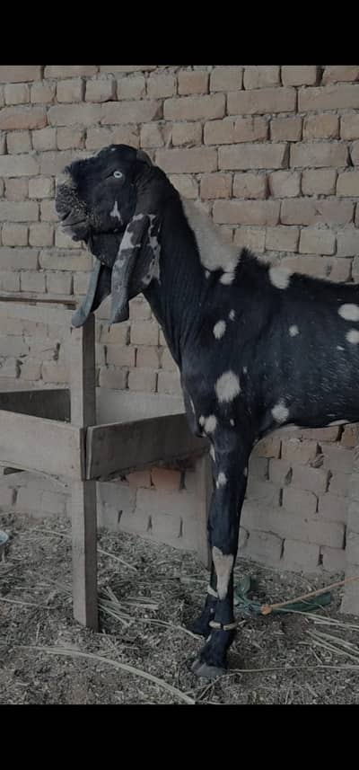 Shera Betal /breeder/bakra/bakri/goat/sheep