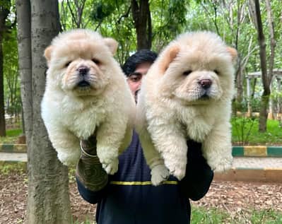 HIGH BLOODLINE QUALITY CHOW CHOW PUPPY AVAILABLE FOR SALE