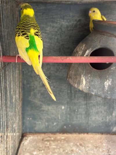 Budgie and Doves