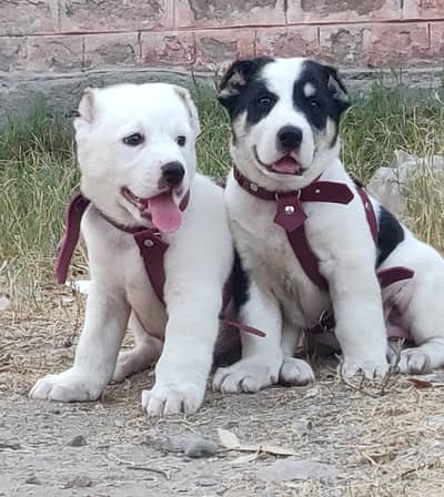 alabai | king alabai | alabai puppies pair | heavy bone  structure