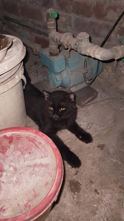 black color