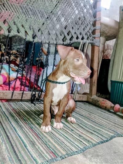 American pitbull