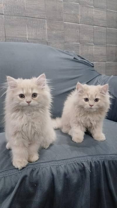 Persian kitten pair for sale (triple coat).