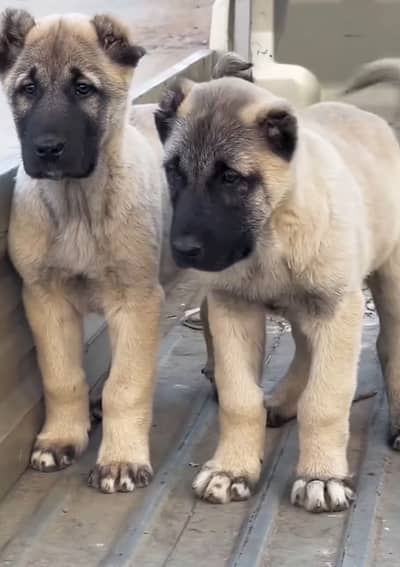 kangal puppy | Turkish kangal | kurdish kangal | kangal dog | kangal