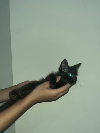 4 Kittens for sale