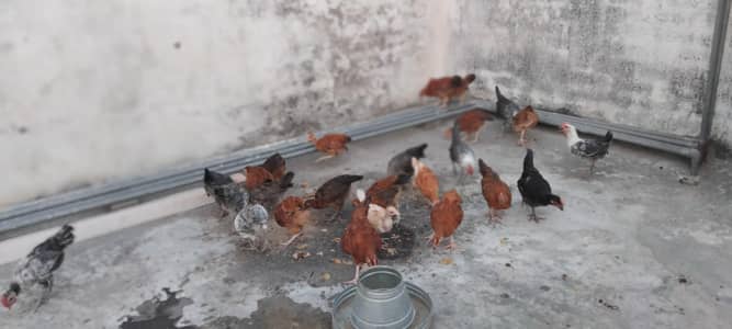 fyoumi misri/desi misri chicks pathiya 25piece