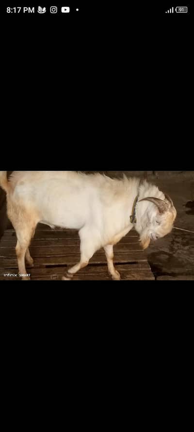 bakra