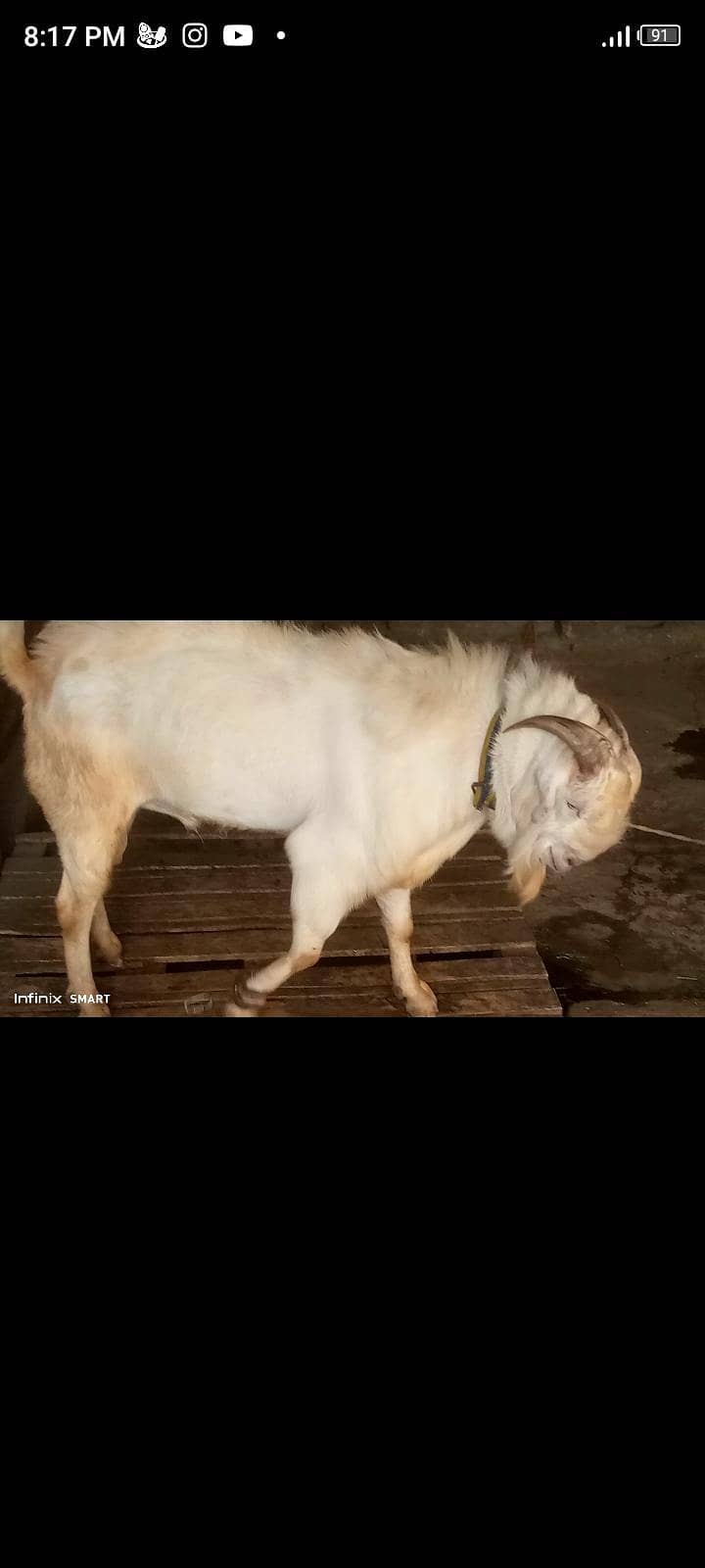 bakra 0