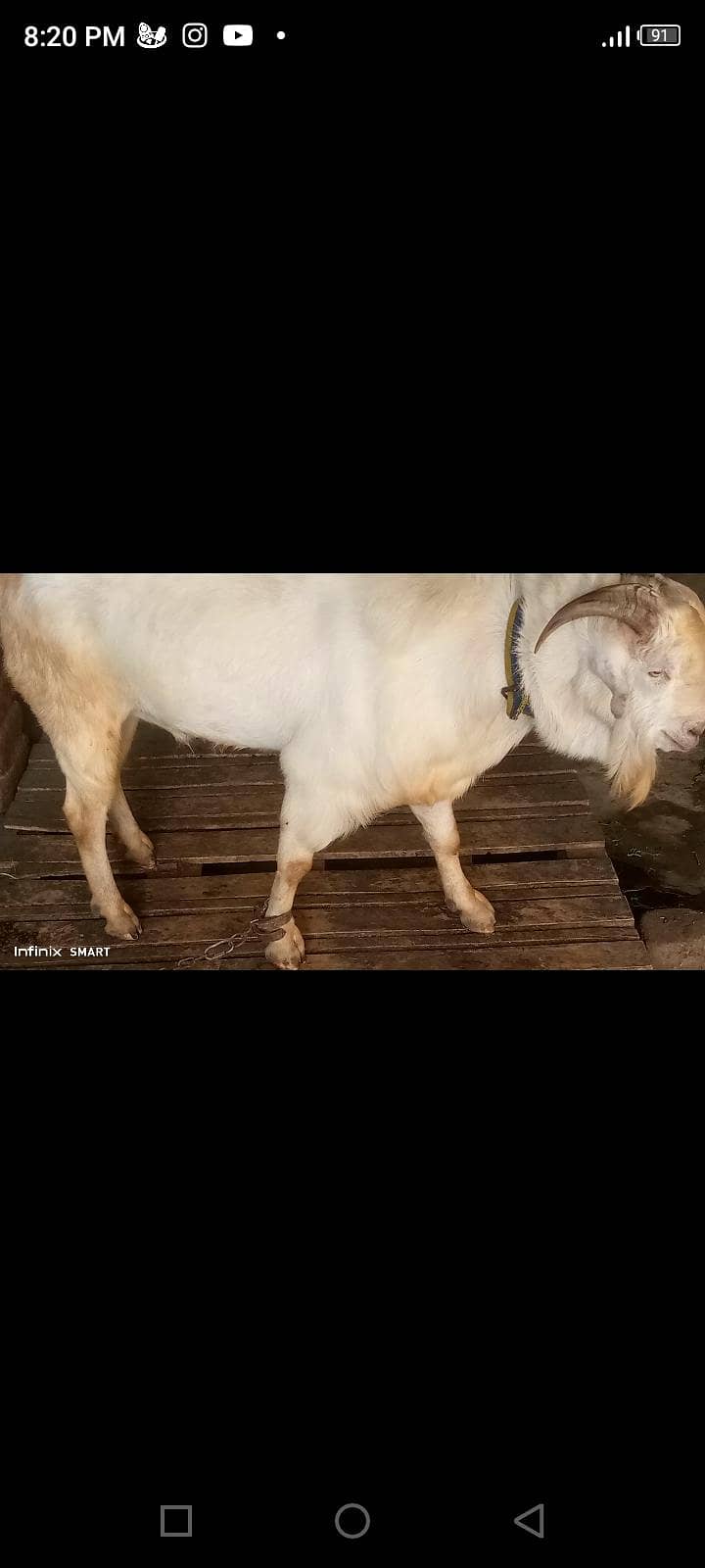 bakra 1