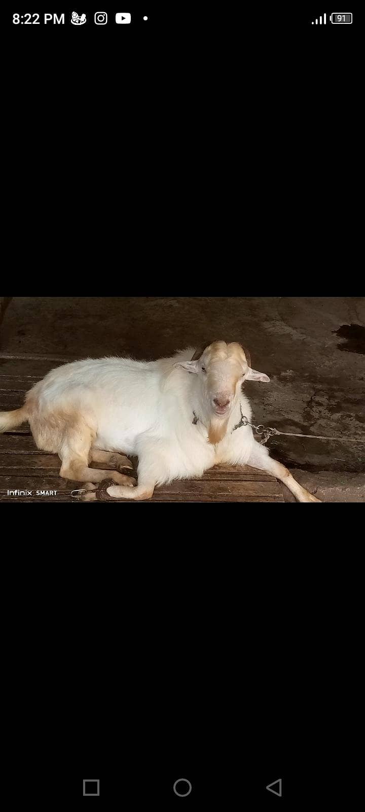 bakra 2