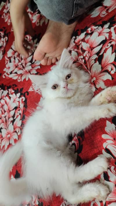 Persian semi punch double coated kittens