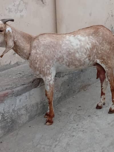 dod wali bakri for sale 03003245280