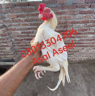 pure amroha Aseel  03015304706