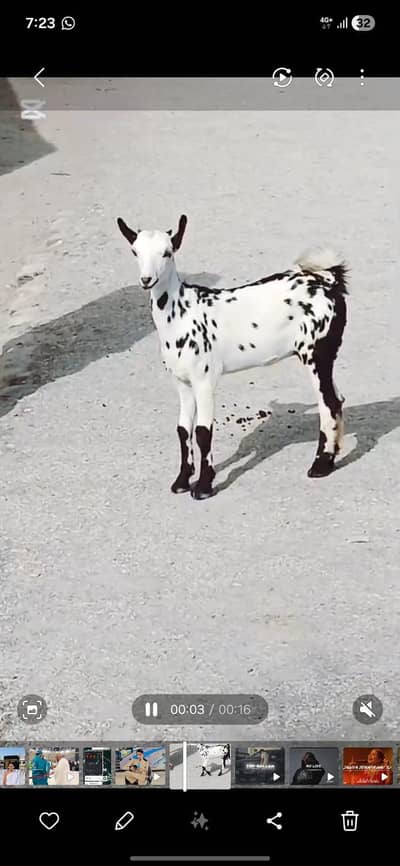 3 months old goat for sale 35000 price hy final 32000 ho jay ga