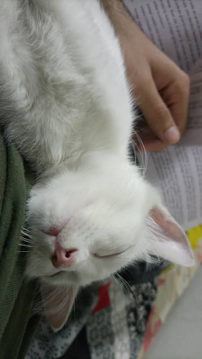 Cute white persian cat Active
