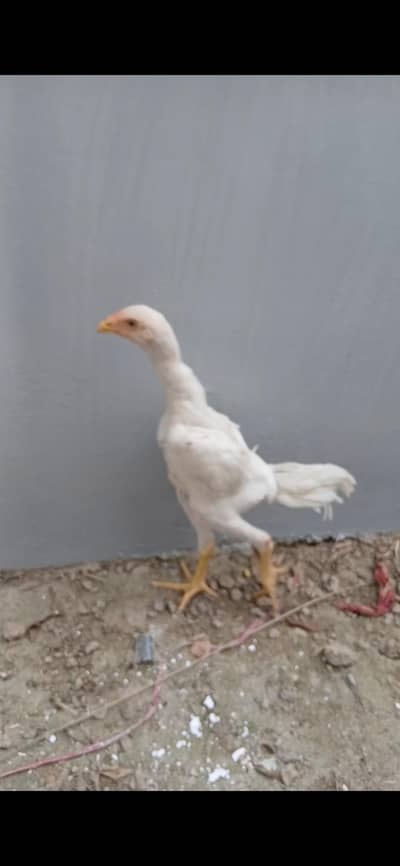 white german o shamo l pthi heera aseel ptha and  murghian murgha